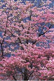 卡牌生存系列新作《卡牌生存：奇幻森林》Steam页面上线 不支持中文